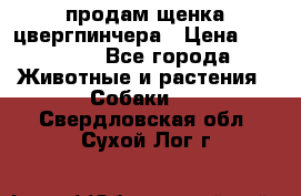 продам щенка цвергпинчера › Цена ­ 15 000 - Все города Животные и растения » Собаки   . Свердловская обл.,Сухой Лог г.